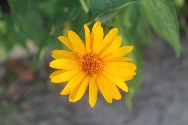 yellow-simple-flower-no-1-1640395